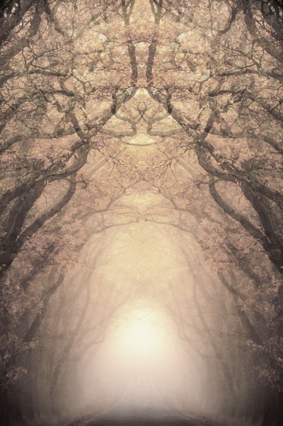 Il tunnel di alberi illuminati da Christina Sillen