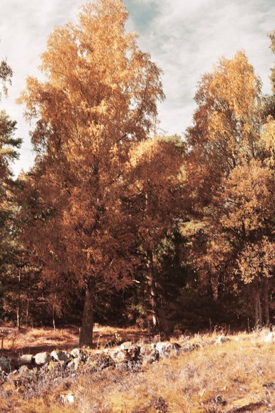 Foresta d