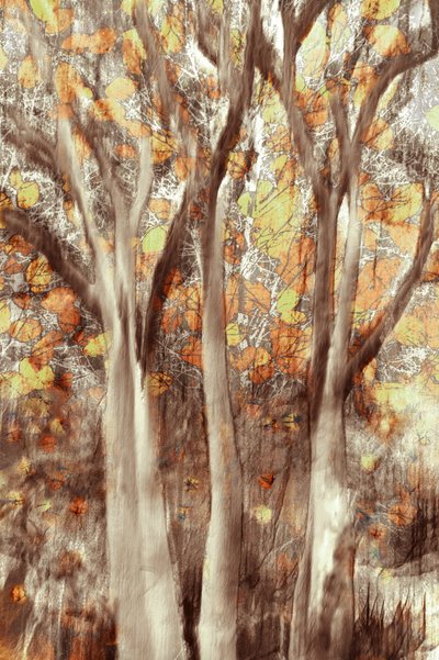 Foresta d