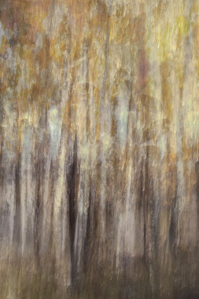 Golden Forest - Riassunto da Christina Sillen