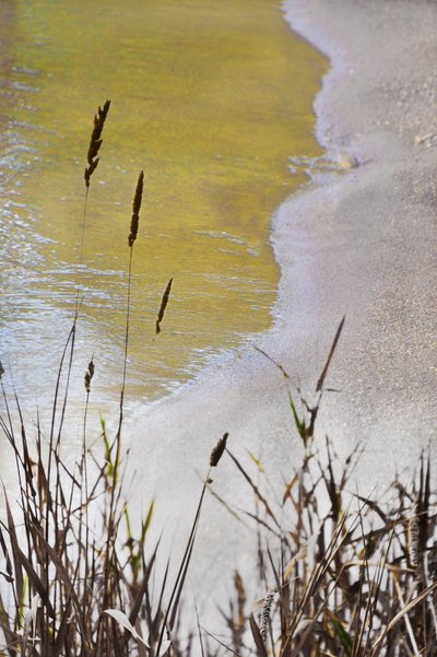 Golden Shore Reeds da Christina Sillen