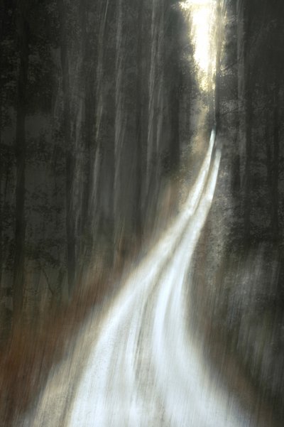 Sentiero luminoso nella foresta da Christina Sillen