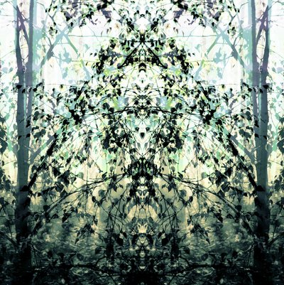Il sogno della foresta specchiata da Christina Sillen