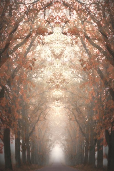 Viale autunnale nella nebbia da Christina Sillen