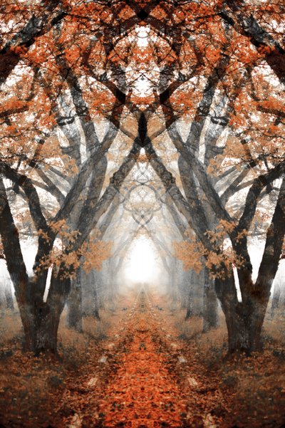 Sentiero autunnale nella nebbia da Christina Sillen