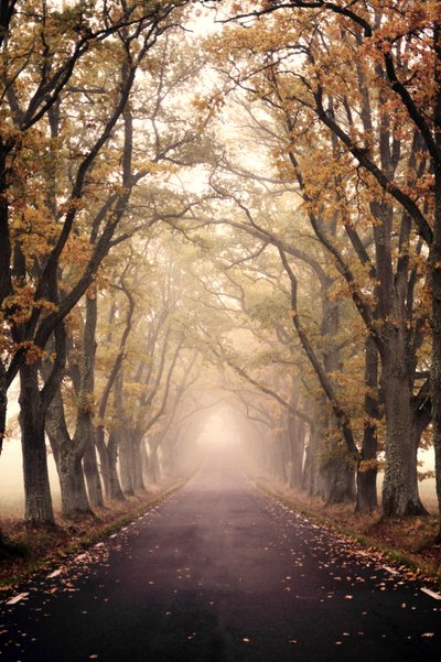 Strada autunnale avvolta dalla nebbia da Christina Sillen