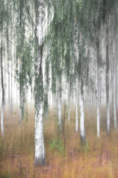 Foresta di betulle avvolta dalla nebbia da Christina Sillen