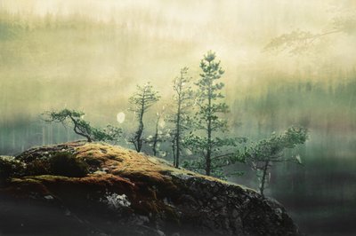 Pini della foresta nebbiosa da Christina Sillen