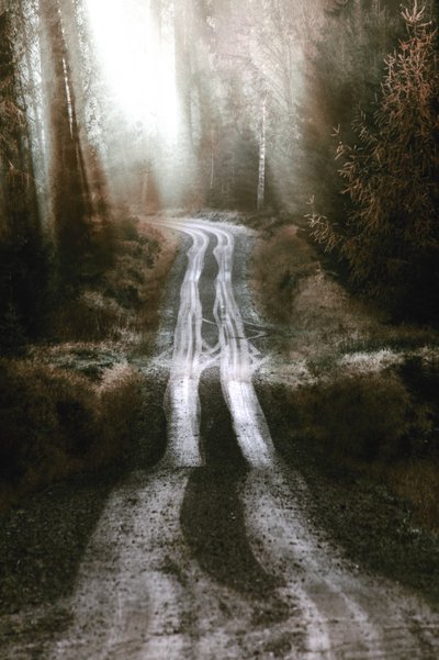 Strada nella foresta nebbiosa da Christina Sillen