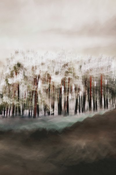 La serenità della foresta nebbiosa da Christina Sillen