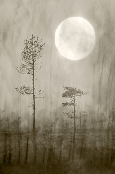 Misty Moon - Il libro da Christina Sillen