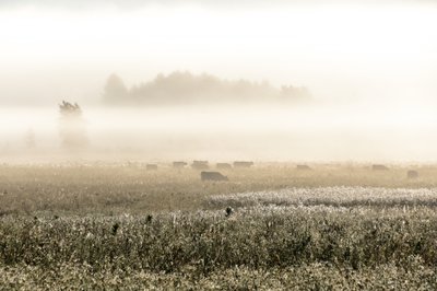 Mucche in una mattina nebbiosa da Christina Sillen