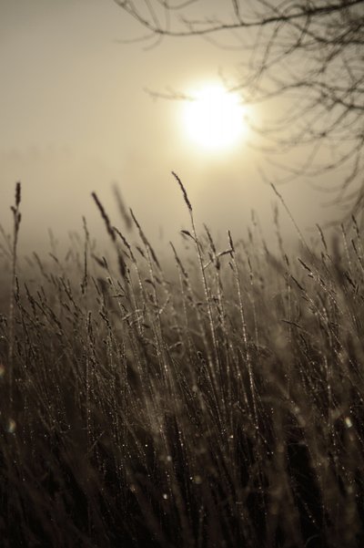Il sole del mattino nella nebbia da Christina Sillen