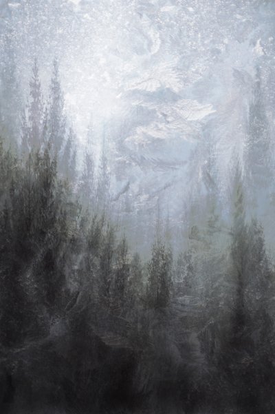 Foresta invernale avvolta nella nebbia da Christina Sillen