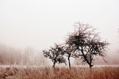 Alberi invernali avvolti nella nebbia da Christina Sillen