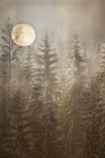 Foresta invernale al chiaro di luna da Christina Sillen