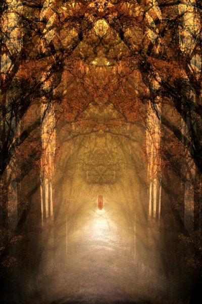 Il tunnel della foresta mistica da Christina Sillen