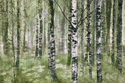 Tranquilla foresta di betulle da Christina Sillen
