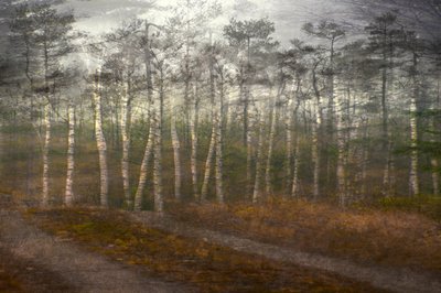 Sereno bosco di betulle da Christina Sillen