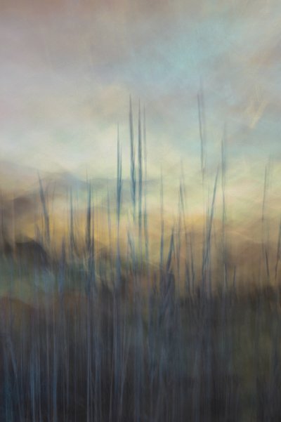 Canne di Serene Marsh da Christina Sillen
