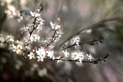 Fiori di prugnolo da Christina Sillen