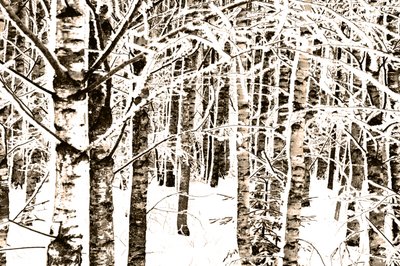 Foresta di betulle innevata da Christina Sillen