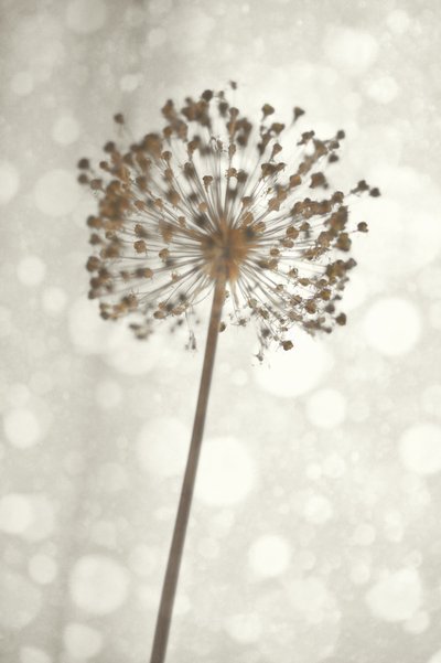 Delicato fiore di Allium da Christina Sillen