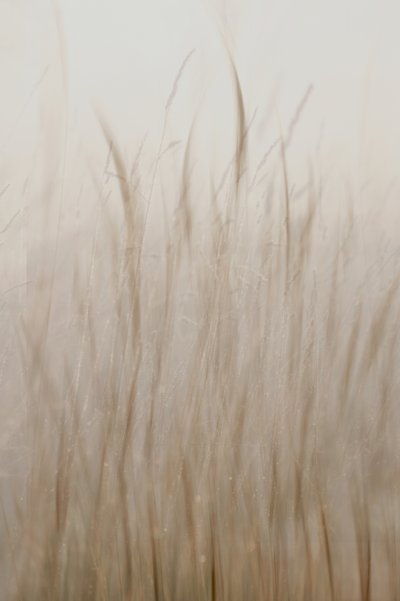 Erba beige chiaro da Christina Sillen
