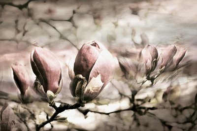 Boccioli di magnolia morbidi da Christina Sillen