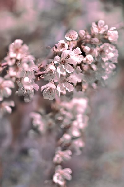 Fiori rosa tenue da Christina Sillen