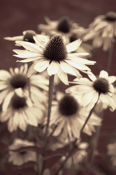 Echinacee Soft Sepia da Christina Sillen