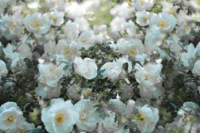 Rose bianche delicate da Christina Sillen