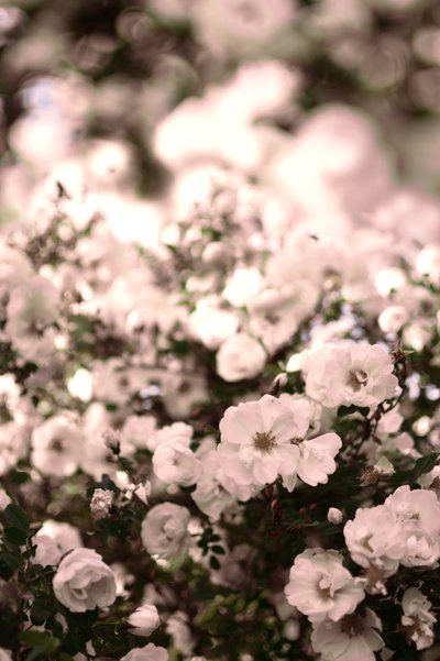 Rose bianche delicate da Christina Sillen
