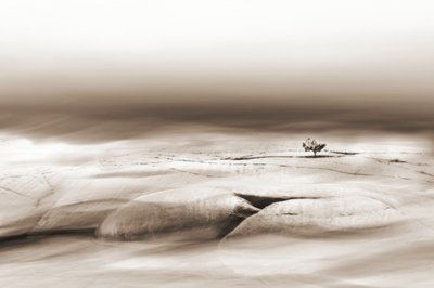 Albero solitario nel deserto da Christina Sillen