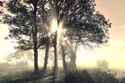 Alberi avvolti dalla nebbia illuminati dal sole da Christina Sillen