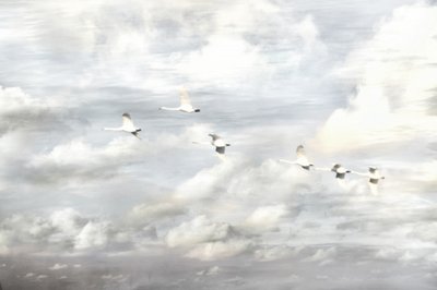 Cigni in volo da Christina Sillen