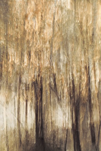 Il movimento della foresta tranquilla da Christina Sillen