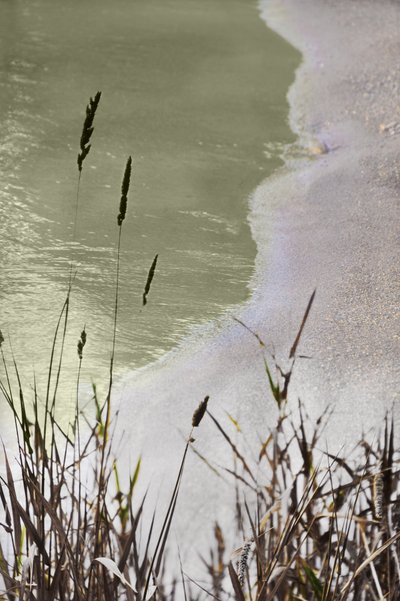 Erba tranquilla in riva al mare da Christina Sillen
