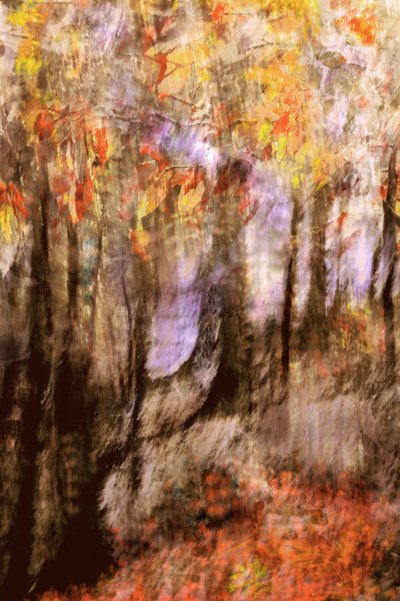 Una foresta autunnale dai colori vivaci da Christina Sillen