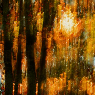 Alberi dai colori vivaci in autunno da Christina Sillen