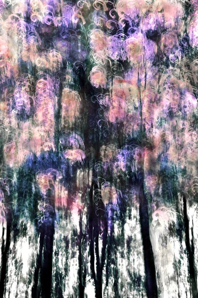 Sogni di una foresta vivace da Christina Sillen