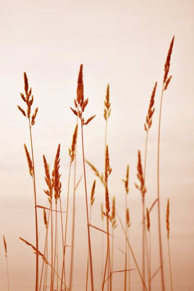 Caldi Golden Reeds da Christina Sillen