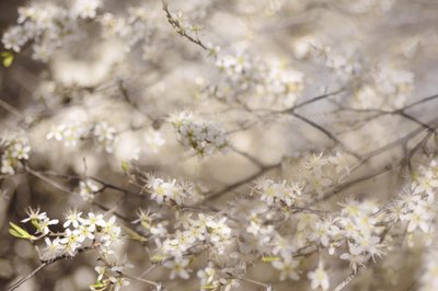 Fiori bianchi di primavera da Christina Sillen