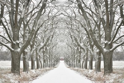 Strada fiancheggiata da alberi in inverno da Christina Sillen
