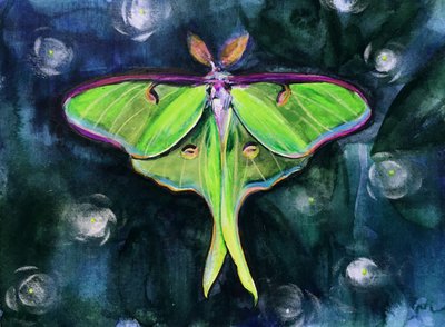 Falena lunare luminosa da Christine Lindstrom