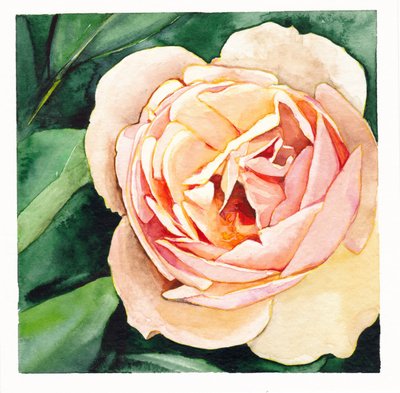 Rosa pesca tenue da Christine Lindstrom