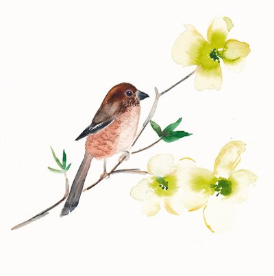 Uccelli e fiori ad acquerello da Christine Lindstrom