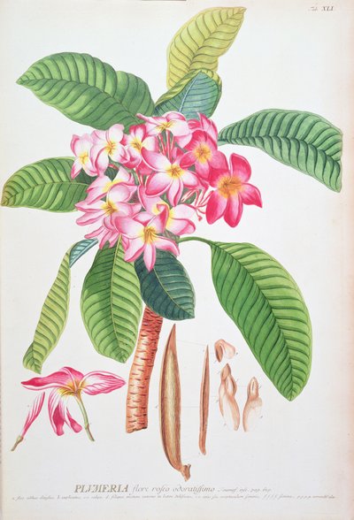 Plumeria: da Plantae Selectae, di Christoph Jacob Trew e Georg Dionysius Ehret (1710-70); Frangipanier; da Christoph Jacob & Ehert Georg Dionysius (1708/9 70) Trew