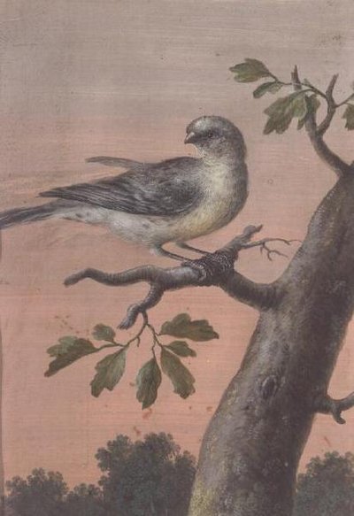 Un uccello su un ramo da Christoph Ludwig Agricola