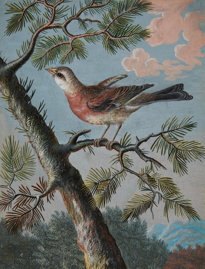 Uccello canoro in un sempreverde da Christoph Ludwig Agricola